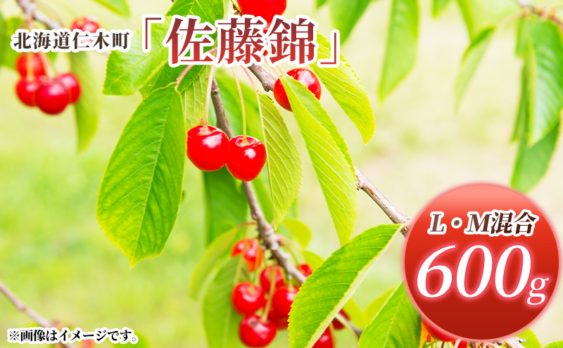 北海道 仁木町産 さくらんぼ 佐藤錦 600g (300g×2パック) L・M混合 旬 桜桃 産地直送 サクランボ チェリー フルーツ 果物 果物類  仁木町 仁木 [松山商店]