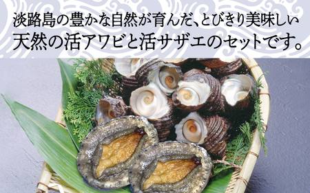 天然活アワビ・活サザエセット(3人前用）淡路島産