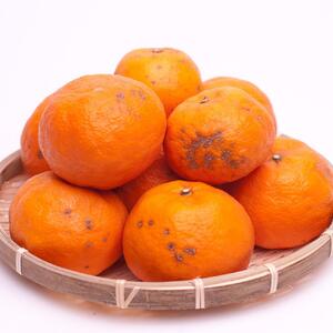 ＜4月より発送＞家庭用カラマンダリン5kg+150g（傷み補償分）【南津海・なつみ】【訳あり・わけあり】【希少な春柑橘】【みかんと同じように食べられます】