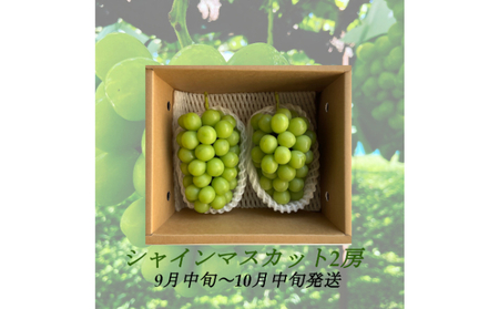 【2025年9月より順次発送】信州産シャインマスカット2房（合計1kg以上）大粒＆大房