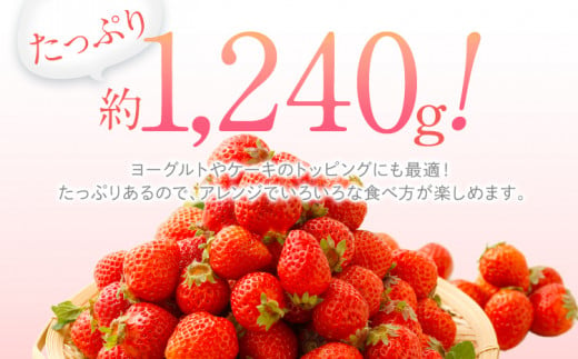 訳あり 小粒あまおう 合計約1240g 約310g×4パック【2025年2月より順次発送】