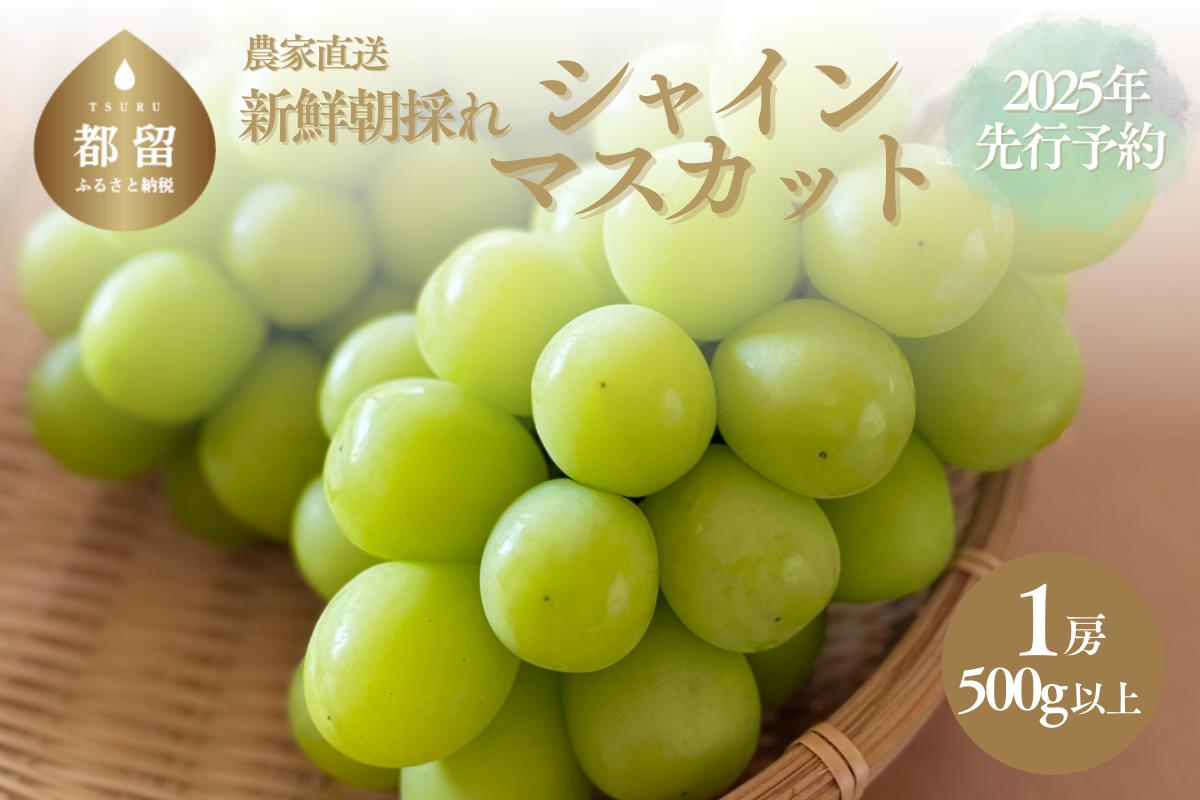 【2025年　先行予約】山梨県産　シャインマスカット1房（500g以上）葡萄　ブドウ　フルーツ　デザート　糖度　甘い　山梨