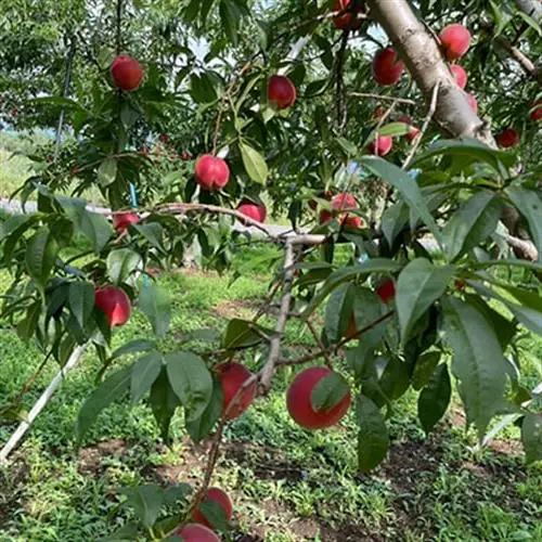 【2027年発送】フルーツ王国　長野県信州直送　ワッサー　約3kg【配送不可地域：離島】【1530502】