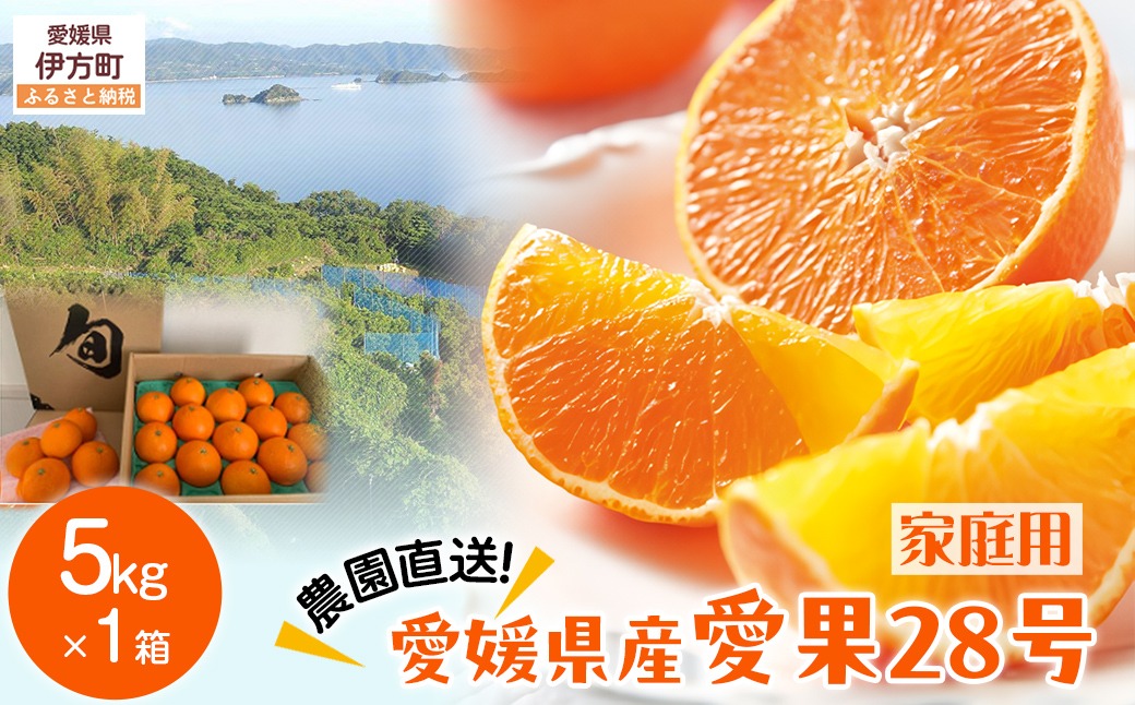 【先行予約】【数量限定】＼農園直送／愛媛県産 愛果28号（家庭用） 5kg×1箱（サイズ混合）（2025年12月中旬より順次発送） IKTV005