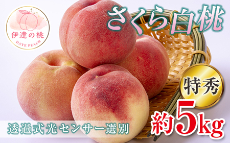 2025年出荷分 《先行予約》福島県産 さくら白桃 約5kg 特秀 12度以上 透過式光センサー 2025年9月上旬～2025年9月中旬発送 先行予約 予約 大玉 固め 白桃 伊達の桃 桃 もも モモ 果物 くだもの フルーツ 国産 食品 桃ももモモ桃ももモモ桃ももモモ桃ももモモ桃ももモモ桃ももモモ桃ももモモ桃ももモモ桃ももモモ桃ももモモ桃ももモモ桃ももモモ桃ももモモ桃ももモモ桃ももモモ桃ももモモ桃ももモモ桃ももモモ桃ももモモ桃ももモモ桃ももモモ桃ももモモ桃ももモモ F20C-353