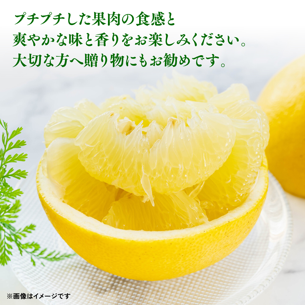 八代特産 晩白柚（ばんぺいゆ）2Lサイズ(約2kg)×4玉～5玉 柑橘 果物 フルーツ 熊本県産 ばんぺいゆ フルーツ 柑橘 特産品_イメージ5