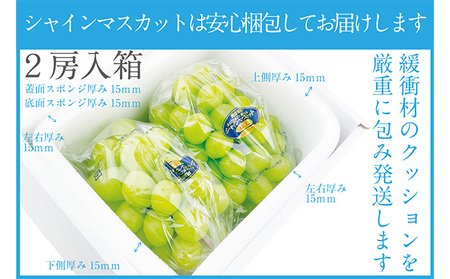 ぶどう 2026年 先行予約 シャイン マスカット 晴王 2房（合計約1.1kg） 岡山県産 シャインマスカット