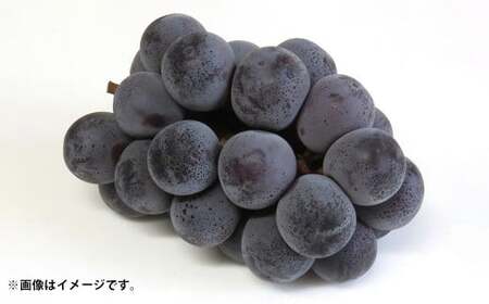 先行予約岡山県産ニューピオーネ 約2kg（3～6房）【2026年8月下旬～10月下旬まで順次発送予定】 葡萄 ぶどう ブドウ フルーツ 果物 冷蔵