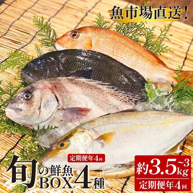 鮮魚ボックス 4種 定期便 4回 鮮魚