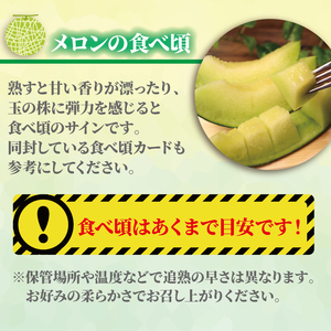 【2026年 先行予約 】贈答用 貴味メロン 青肉 4玉 メロン メロン メロン メロン メロン メロン メロン メロン