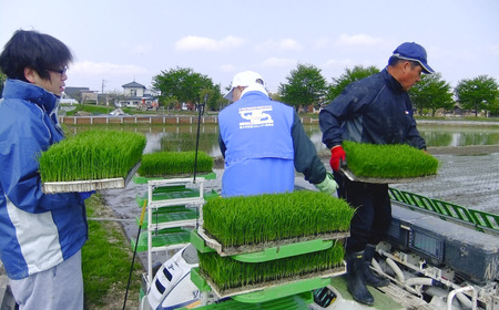 [定期便 5kg×3ヶ月] 県認証 特別栽培米 コシヒカリ 「極」 5kg 合計15kg 無洗米 令和7年産米 一等米 こしひかり 新潟県認証 白米 3か月連続でお届け 【036S012】