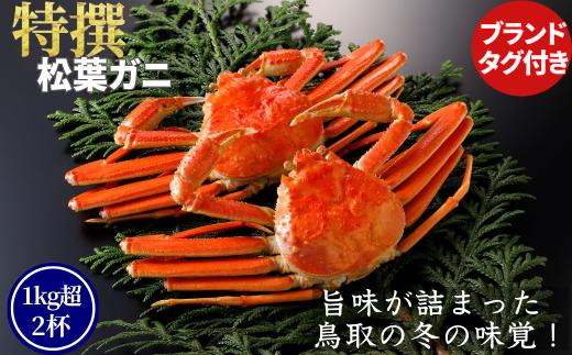 【ボイル】特撰 松葉がに（タグ付き）800g超の大きいサイズ　特大2杯