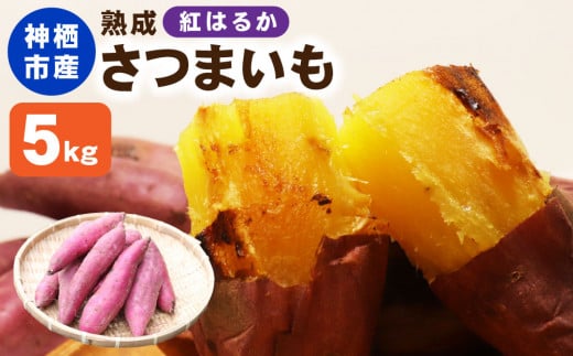 “熟成” 茨城県産 神栖市産 さつまいも 【 紅はるか 】 約5kg 芋 いも サツマイモ 野菜 やさい 国産 【2024年12月上旬より順次発送開始】