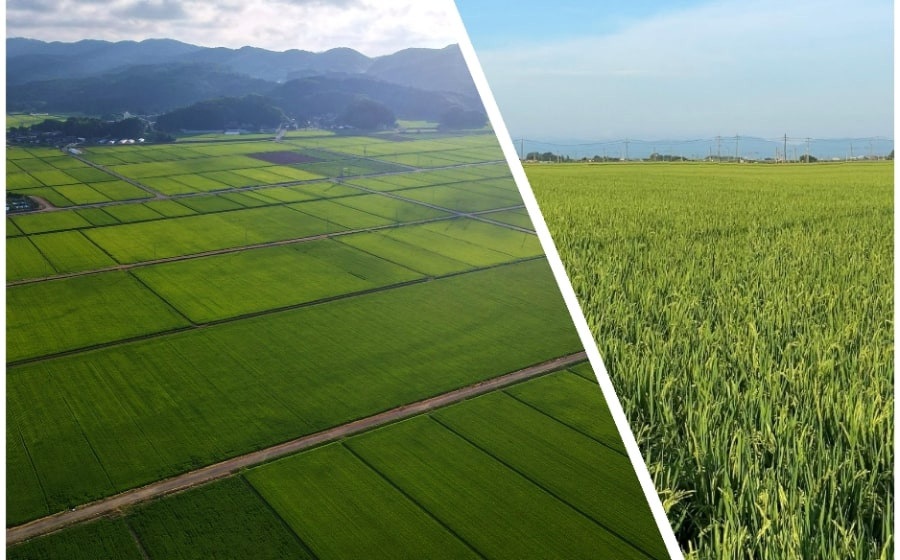 【令和8年産先行予約】  Gセレクション はえぬき 白米 10kg(5kg×2袋) 山形県鶴岡市産　株式会社グラノフ