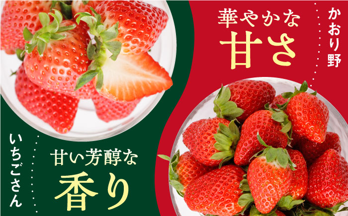 【先行予約】【農家直送】赤いちご 食べ比べ！かおり野＆いちごさん 各240g 詰め合わせ セット（計480g）【StrawberryFarm-K】 [IBJ006]