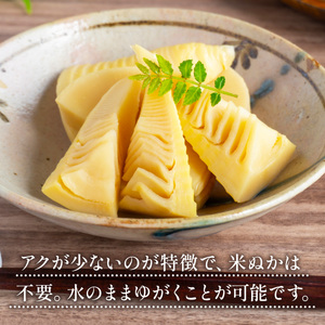 AW0101 たけのこ 朝掘り 2kg 米ぬか不要【先行予約】2027年4月順次発送 筍 タケノコ 国産 野菜 旬 新鮮 採りたて 煮物 味噌汁 炊き込みご飯 山口県 光市 室積たけのこ園