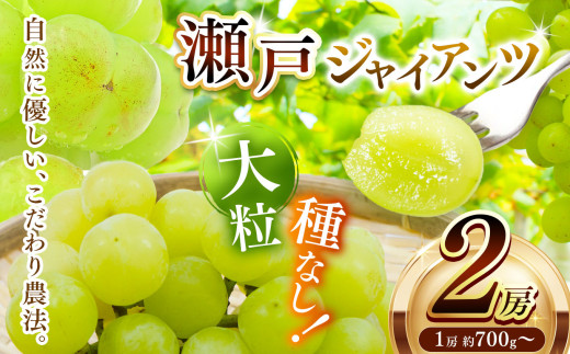 瀬戸ジャイアンツ　2房　(1房約700g～) | フルーツ ぶどう ブドウ  葡萄 皮ごと 果物 くだもの 種なし 兵庫県 上郡町