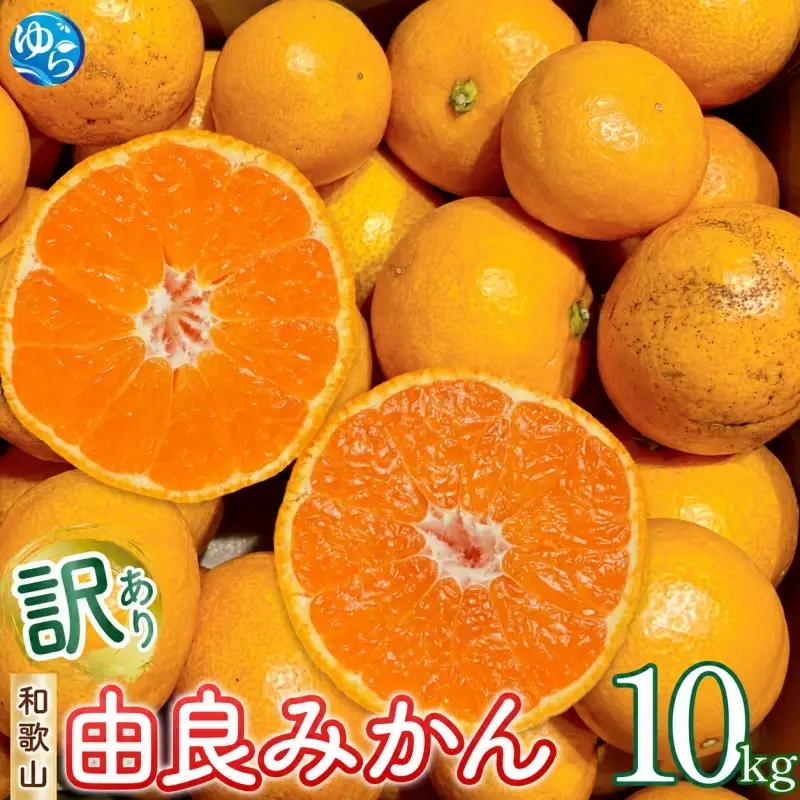 和歌山 由良みかん 10kg 訳あり キズ 家庭用 サイズ混合 (２Ｌ～２Ｓ) / みかん ミカン 和歌山 由良 フルーツ 果物 柑橘  ※2026年11月下旬～2027年1月上旬頃発送予定 ※北海道・沖縄・離島への配送不可【sml004-yura-c-10】