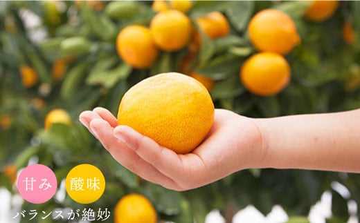 【12月上旬より配送開始☆特秀品】石地みかん 約8kg（傷み保証分300g含む）＜川添みかん園＞ [CCT008] みかん