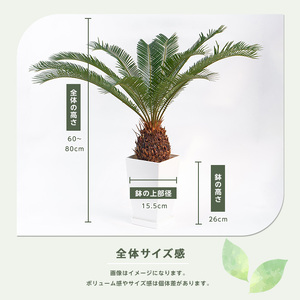 【観葉植物】ソテツ 60cm～80cm (Green Base/IB003-050) 南国鹿児島県で育った 観葉植物