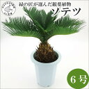 【ふるさと納税】緑の匠が選んだ観葉植物 素敵な空間づくりに ソテツ 6号【C4-018】 ソテツ 観葉植物 インテリア 植物 新築祝い 贈り物 開店祝い 引っ越し祝い 送料無料