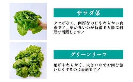 【定期便12ヵ月】 ＜洗わず食べられる・室内水耕栽培＞ 3種のレタス 1回1kg(500g×2袋)×12ヵ月 | レタス レタス レタス レタス レタスレタス