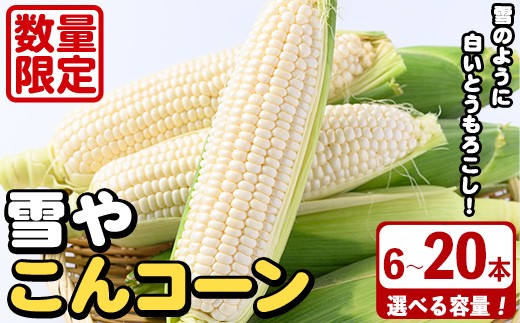 
                  ＜先行予約受付中！2026年9月下旬以降順次発送予定＞＜容量が選べる！＞白いとうもろこし「雪やこんコーン」(6～20本) 国産 トウモロコシ 玉蜀黍 ホワイト コーン 野菜 糖度 夏 イネ科 数量限定 期間限定【うとさんち】
                