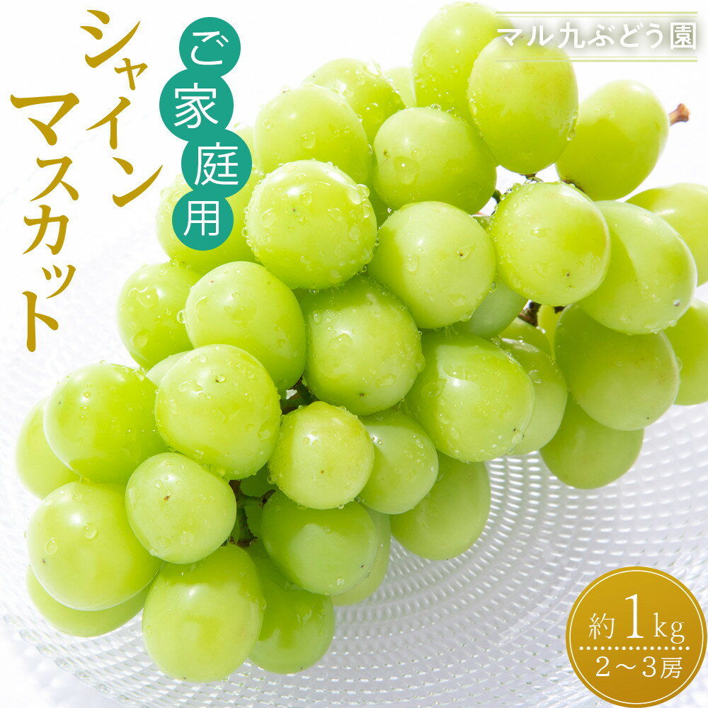 【ふるさと納税】【2026年度_先行予約】【ご家庭用】シャインマスカット 約1kg〔2026年8月中旬より順次発送〕 | ぶどう フルーツ 果物 くだもの 食品 人気 おすすめ 送料無料