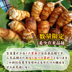 里芋 「餅っちり芋」 1kg 令和7年産 新鮮 採りたて 希少 里芋 特産品 里芋 里芋 里芋 tsuguchan003