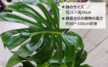 モンステラ （ 大 ） （ スクエアポット ） 糸島市 / cocoha [AWB021]