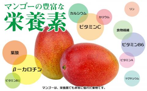 【先行受付】【2025年発送】生産組合が育てる厳選完熟マンゴー約1kg