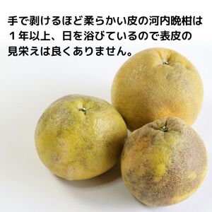 訳あり 愛南ゴールド  (河内晩柑) 8kg +傷み補償分1割程度増量 青果市場 愛媛県 愛南町