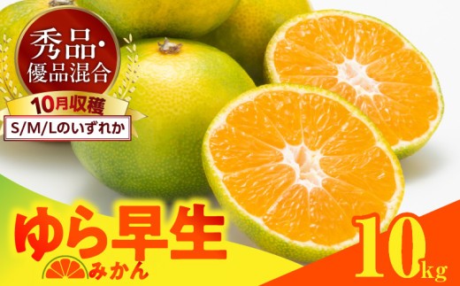 
                  【2026先行予約】ゆら早生 みかん 箱込 10kg ( 内容量 9.2kg ) S M Lサイズのいずれか 秀品 優品 混合 有田みかん 和歌山県産_MK1054
                