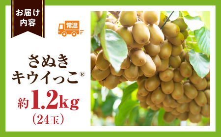 こつぶでちゅるん　さぬきキウイっこ 約1.2kg |果物 フルーツ さぬき キウイっこ キウイフルーツ グリーン キウイ 小さい 濃厚 フレッシュ ジューシー 香り 爽やか 旬の果物 人気 おすすめ 