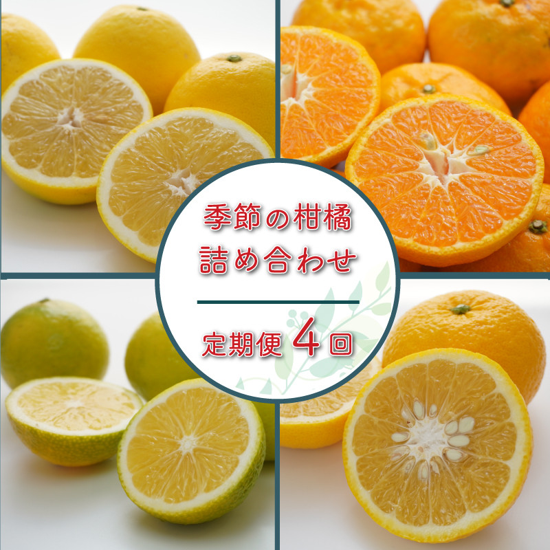 
                  【先行予約】定期便 4回 季節 柑橘 詰め合わせ 第一マルエム 減農薬 はるか あまか ポンカン 伊予柑 ネーブル 文旦 新女王 黄金柑 清見 甘夏 御荘ゴールド 河内晩柑 タロッコ レモネード 愛媛県 愛南町 第一マルエム青果有限会社
                