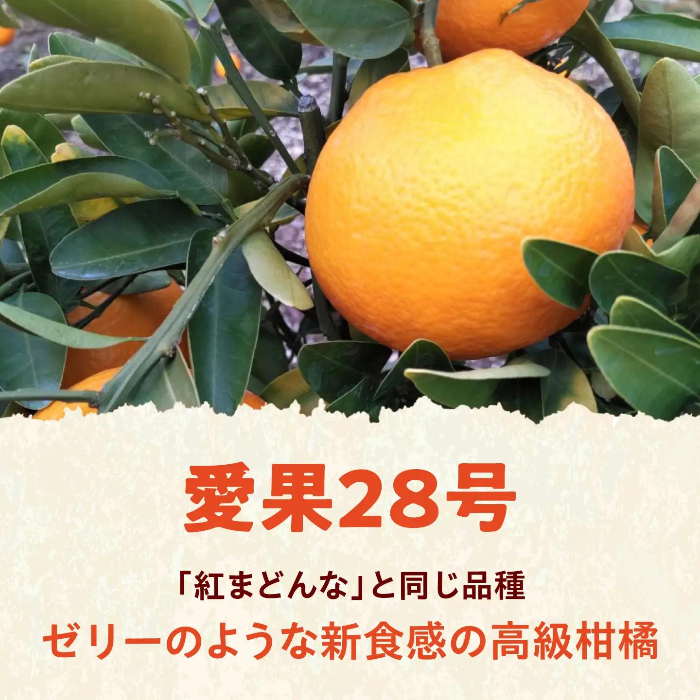 みかん 訳あり 愛果28号 約1kg サイズ不揃い【12月中旬から翌年1月中旬まで順次発送】 / フルーツ 果物 蜜柑 ミカン オレンジ 訳あり 訳アリ 小玉 甘い 先行予約 1kg 愛媛 / 愛媛県