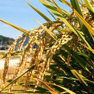 ふるさと納税 久米南町 【令和7年産】【無洗米】岡山きぬむすめ8kg(2kg×4袋) |  | 01