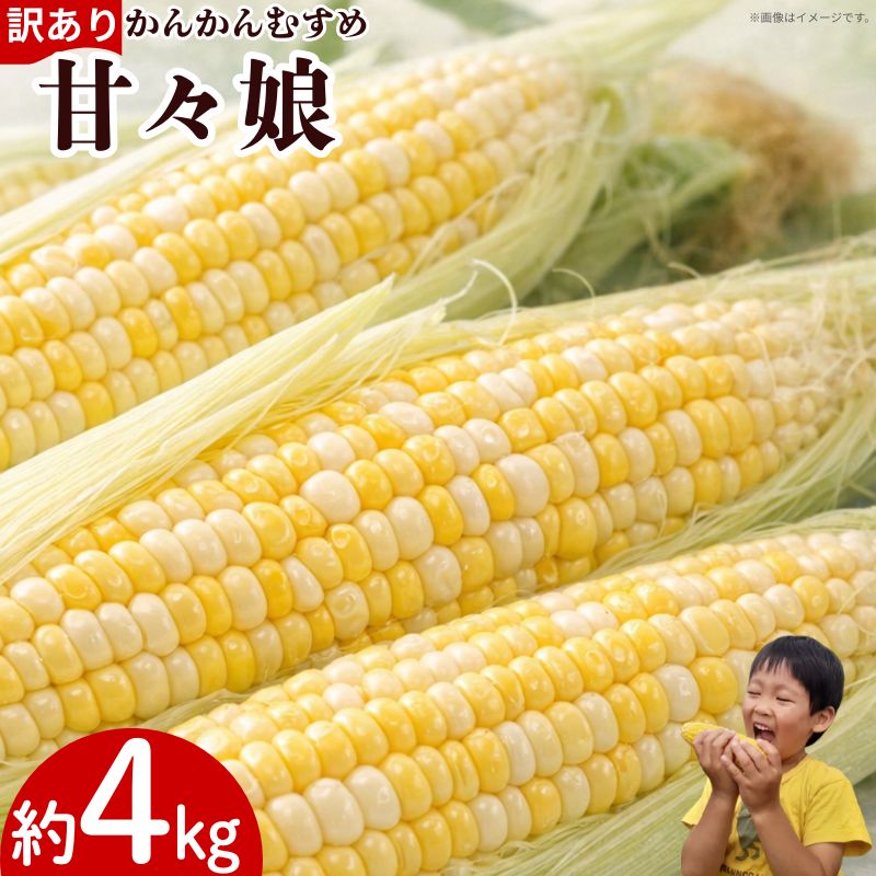 【ふるさと納税】 訳あり とうもろこし 甘々娘 約4kg サイズ不揃い 《 2026年6月発送 》 スイートコーン かんかん娘 冷蔵 コーン 野菜 やさい 新鮮 サラダ 天ぷら スープ かんかんむすめ カンカン娘 BBQ 焼き肉 アウトドア キャンプ 特産品 産地直送 徳島県 吉野川市