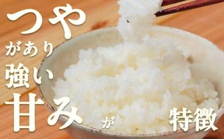 令和7年 新米 南足柄産のブランド米「はるみ(精米)」 5kg×4袋 計20kg＜出荷時期：2025年10月末頃より順次出荷予定＞【 新米 新米予約 7年産 お米 神奈川県 南足柄市 】