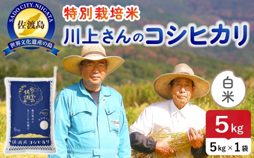 令和8年産 佐渡島産川上さんのコシヒカリ 白米5kg 特別栽培米 | 新潟県産コシヒカリ 新潟産コシヒカリ 佐渡産コシヒカリ コシヒカリ 特別栽培米 お米 米 白米 精米 おこめ コメ 5キロ にいがた さど 新潟県 佐渡市 195962-111302