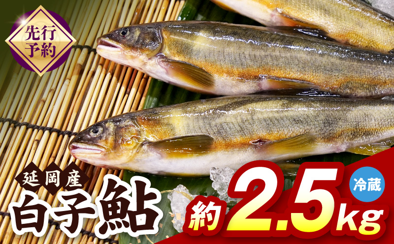 【先行予約】2026年10月下旬より発送開始【冷蔵】白子鮎約2.5kg N070-YB926-1