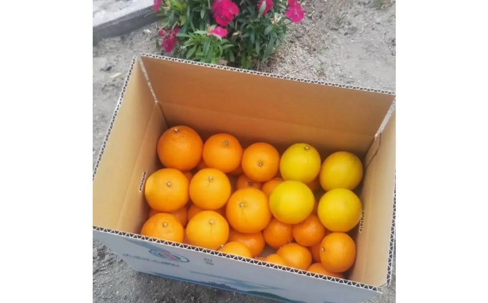 
            尾道柑橘バラエティーセット 10kg
          