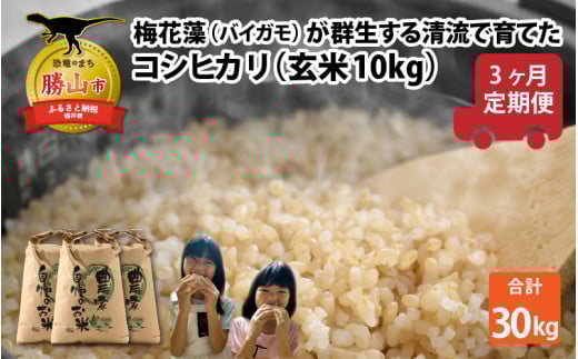 【先行予約】令和7年産 梅花藻が群生する清流で育てたコシヒカリ（玄米 10kg）3か月定期便 計30kg ※2025年9月下旬以降順次発送予定 [C-040007]