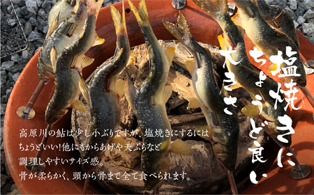 先行予約【令和7年7月末～9月上旬発送】高原川の天然鮎 10匹 たかはら鮎 鮎 あゆ アユ 川魚 魚 サカナ 天然 冷凍 アウトドア バーベキュー BBQ 魚   seas73