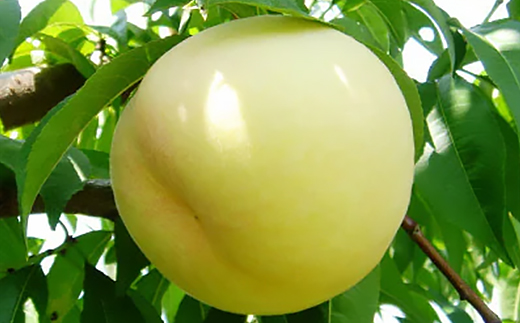 2026年先行予約　岡山白桃(ご家庭用)1.2キロ(1箱4～6玉)【配送不可地域：離島】