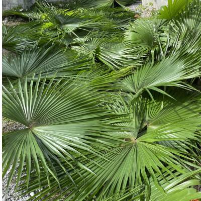 ふるさと納税 伊平屋村 クバの額装KUBANOHOSHI(ホワイト)Sサイズ |  | 03