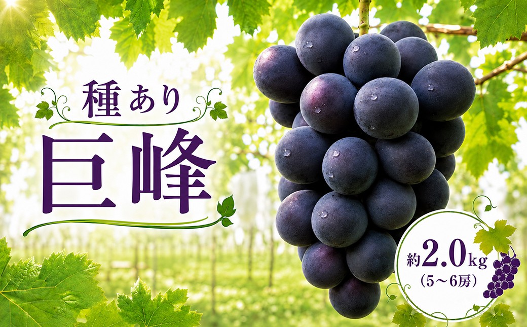 
                  ぶどう 巨峰 種あり 約2㎏ 5～6房 生産者直送 朝採れ 期間限定｜ぶどう 巨峰 葡萄 グレープ 果物 フルーツ 甘い おいしい 種なし 種あり 旬 農家直送 新規就農 甘い 限定 果樹 ギフト 人気  井上レジャー 茨城県 常陸太田市
                
