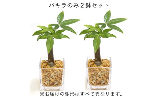 【観葉植物】土を使わないで清潔なミニ観葉植物 ゼオライト植え・ガラス鉢 キューブ形 2鉢セット（パキラ）【AG050VC02】