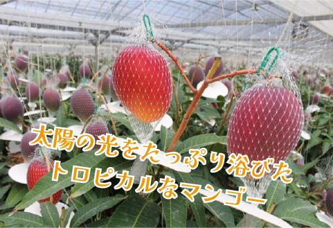 めろめろメロンと完熟マンゴーアイスセット（アイス シャーベット 完熟マンゴー マンゴー メロン スイーツ）