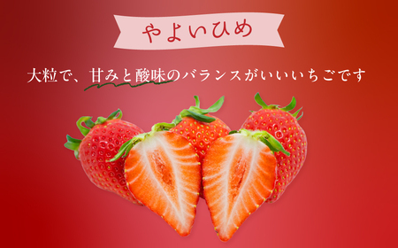 いちご やよいひめ 260g×4P やよいひめ 埼玉県 久喜市